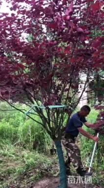 10公分紫叶加拿大紫荆