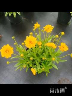金鸡菊种子金鸡菊种子
