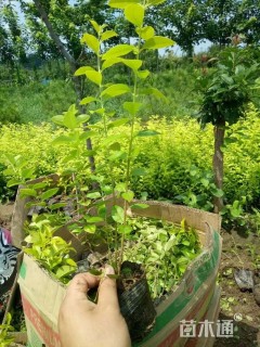 高度35厘米金叶女贞