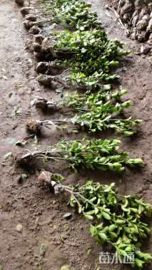 高度40厘米大叶黄杨