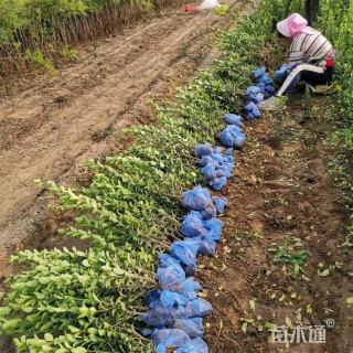 高度40厘米大叶黄杨小苗