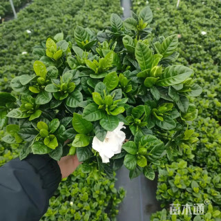 高度40厘米小叶栀子