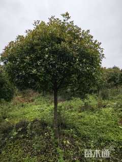 15公分红叶石楠