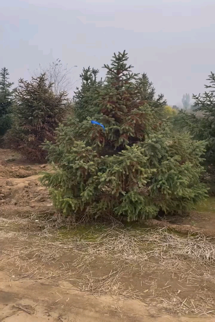 高度300厘米云杉