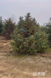 高度300厘米云杉