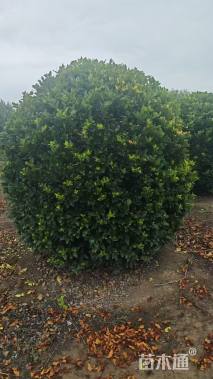 冠幅120厘米金森女贞球