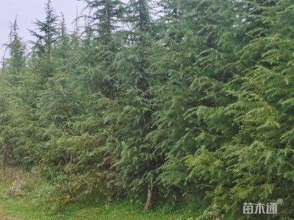 高度5000厘米雪松