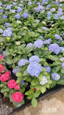 高度20厘米八仙花