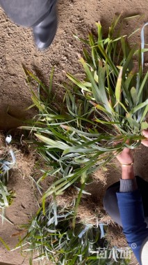 高度20厘米吉祥草