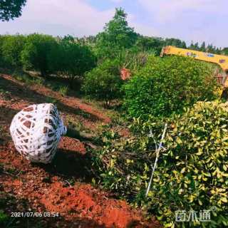 15公分椤木石楠