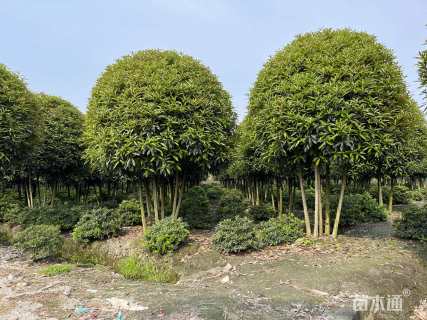 高度350厘米丛生桂花