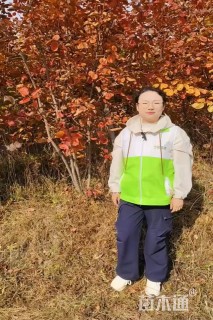 高度80厘米黄栌小苗
