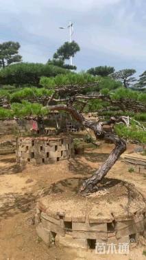 高度200厘米黑松
