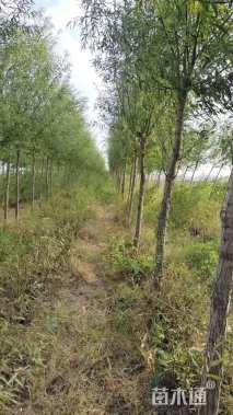 6公分柳树