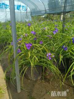 高度30厘米紫露草