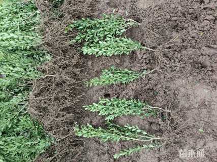 高度25厘米豆瓣黄杨