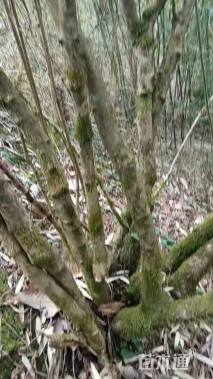 高度750厘米绣球