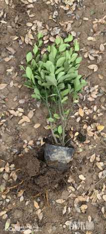 高度60厘米大叶黄杨