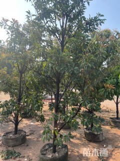 高度300厘米人参果