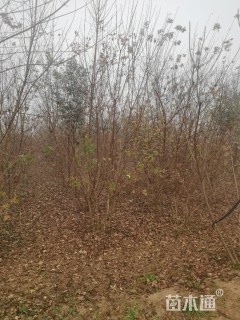 高度5500厘米丛生五角枫