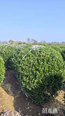 冠幅150厘米大叶黄杨球