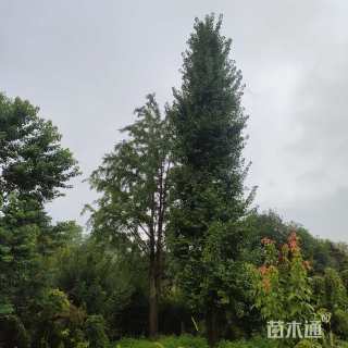 15公分银杏