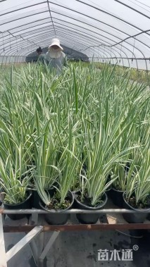 高度10厘米花菖蒲