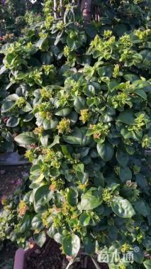 高度120厘米紫花三角梅