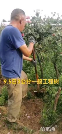 3公分嫁接树状月季