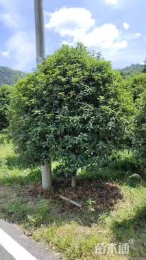 12公分桂花