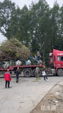 12公分早樱