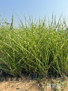 高度50厘米斑叶芒