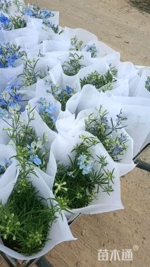 高度30厘米飞燕草