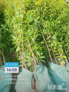 1公分金丝楠木
