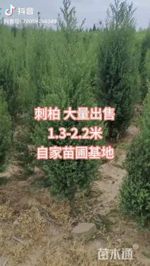 高度80厘米刺柏