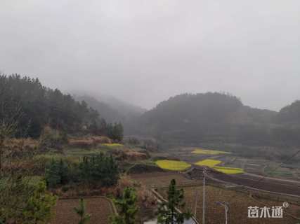 30公分樱花