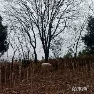 50公分丛生黄连木