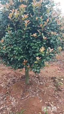 10公分红叶石楠