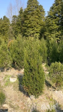 高度200厘米塔柏