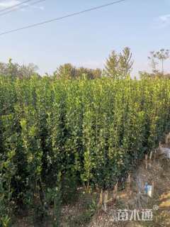 高度100厘米北海道黄杨