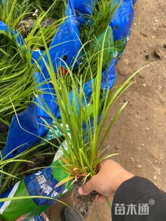 高度20厘米崂峪苔草