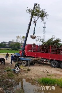 9公分红枫
