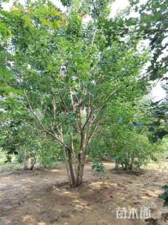 高度500厘米丛生五角枫