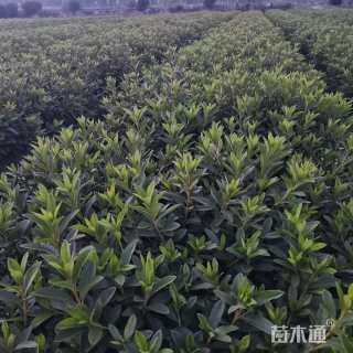 高度40厘米花叶珊瑚