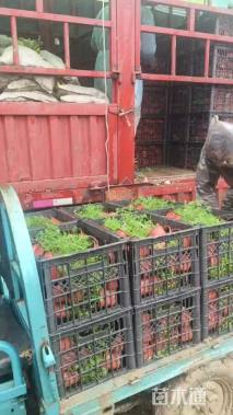 高度50厘米细茎针茅