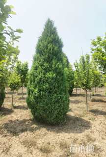 高度400厘米塔桧