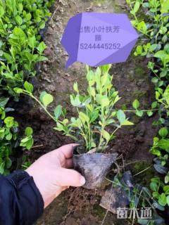 主蔓长30厘米小叶扶芳藤