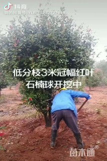 10公分红叶石楠