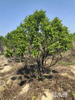 高度1.5厘米含笑