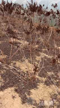 高度80厘米珍珠梅